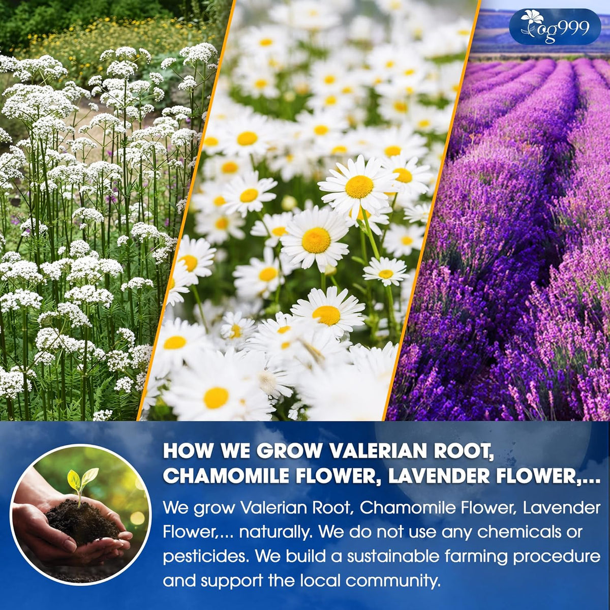 Premium Valerian Tea