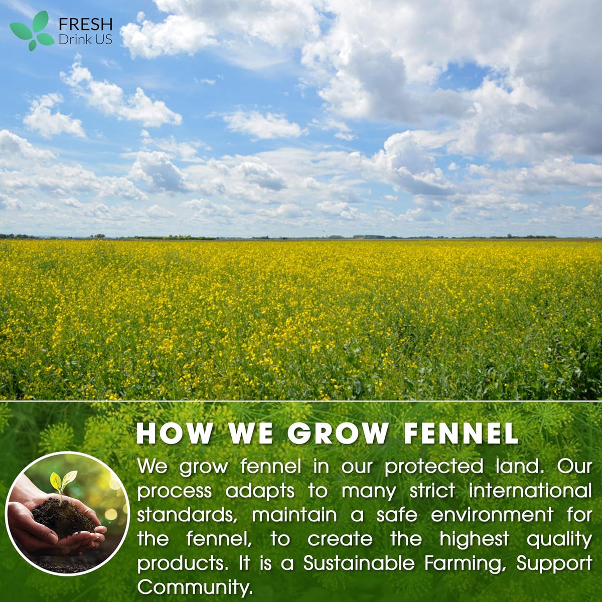 Premium Fennel Tea Bags