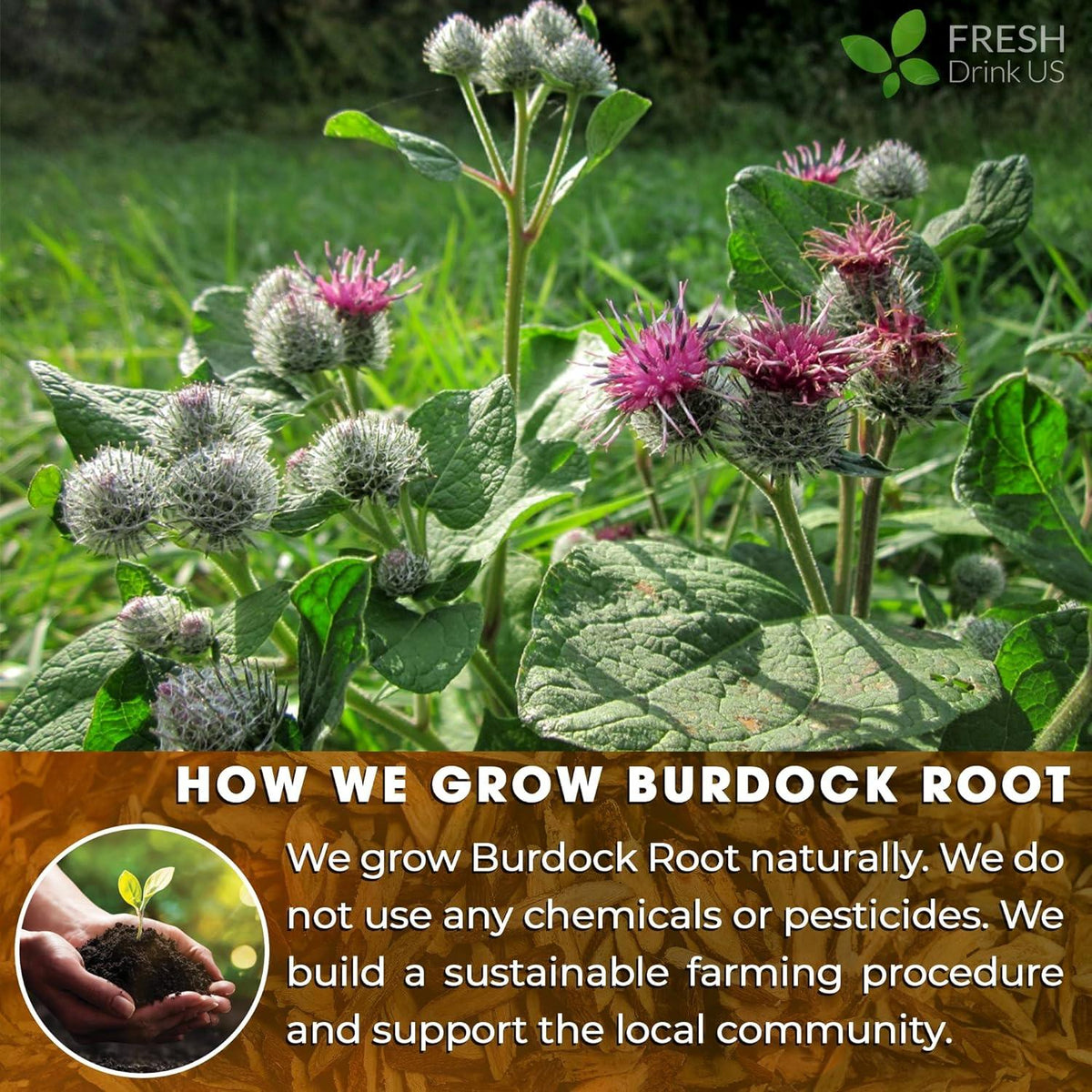 Burdock Root Powder, Burdock Root Extract, 100% Natural & Pure from Burdock Root, Burdock Root Herbal Tea, No Additives, No Caffeine, Vegan