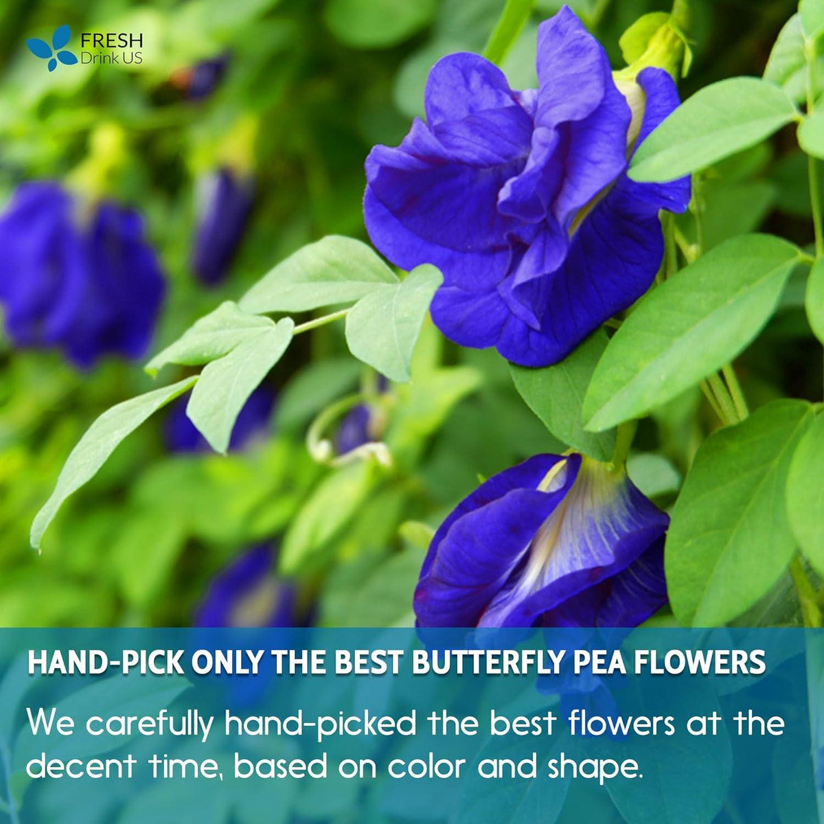 Premium Butterfly Pea Flowers Tea Bags