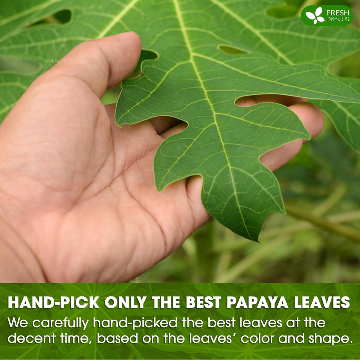Premium Papaya Dried Leaves, Papaya Loose Leaf Herbal Tea, No Additives, No Caffeine, Vegan