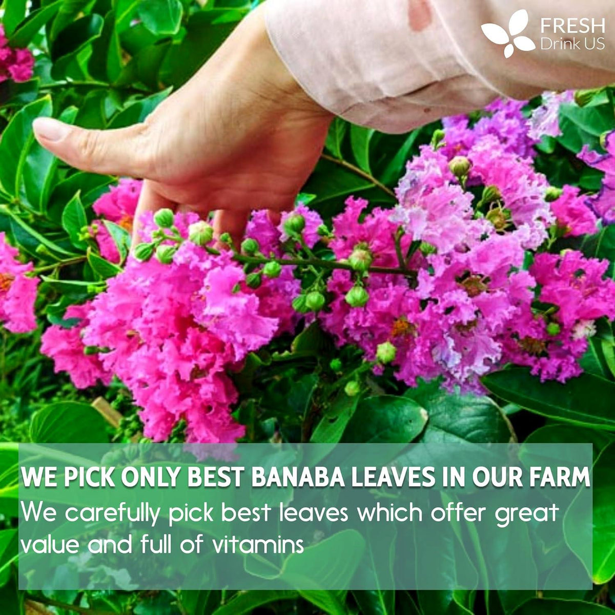 Natural Banaba Dried Leaves, Tea Bags, Powder