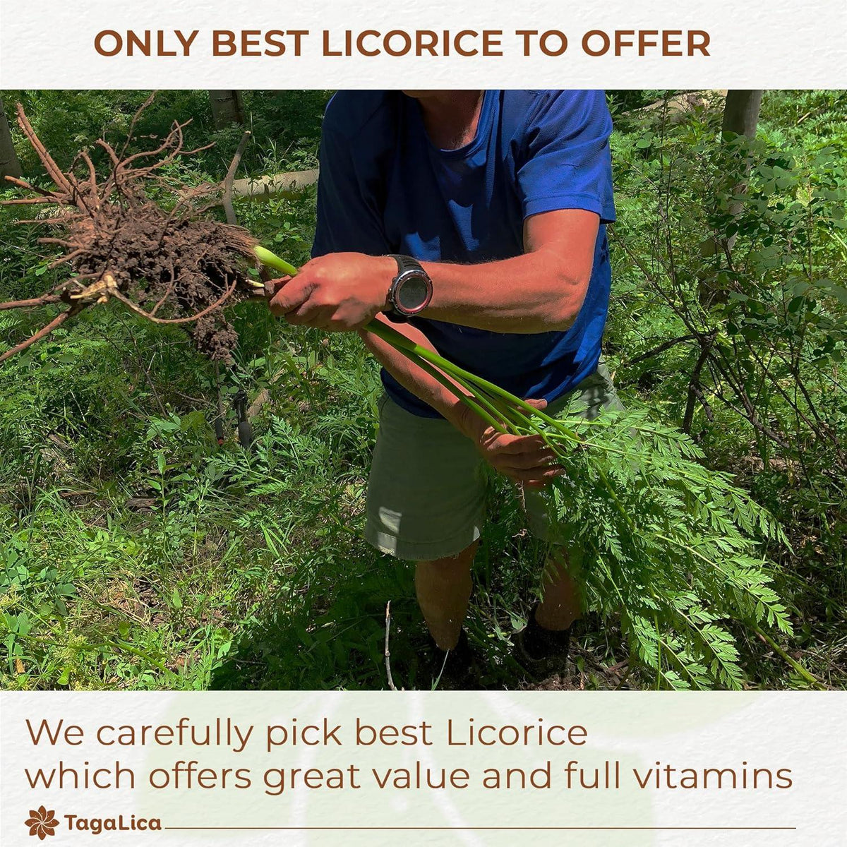 Premium Licorice Root Tea Bags