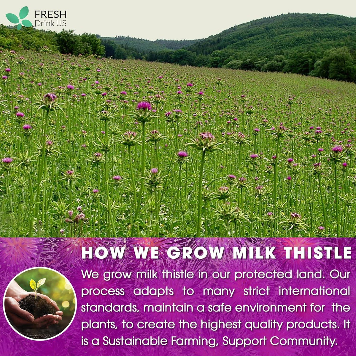 Premium Milk Thistle Tea Bags, 100% Natural & Pure from Milk Thistle Seeds. Milk Thistle Seed Herbal Tea. Milk Thistle Seed Tea. Made with Natural Material Tea Bags. No Sugar, No Caffeine, No Gluten, Vegan.