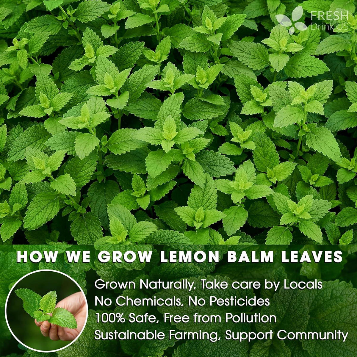 Premium Lemon Balm Leaf Tea Bags