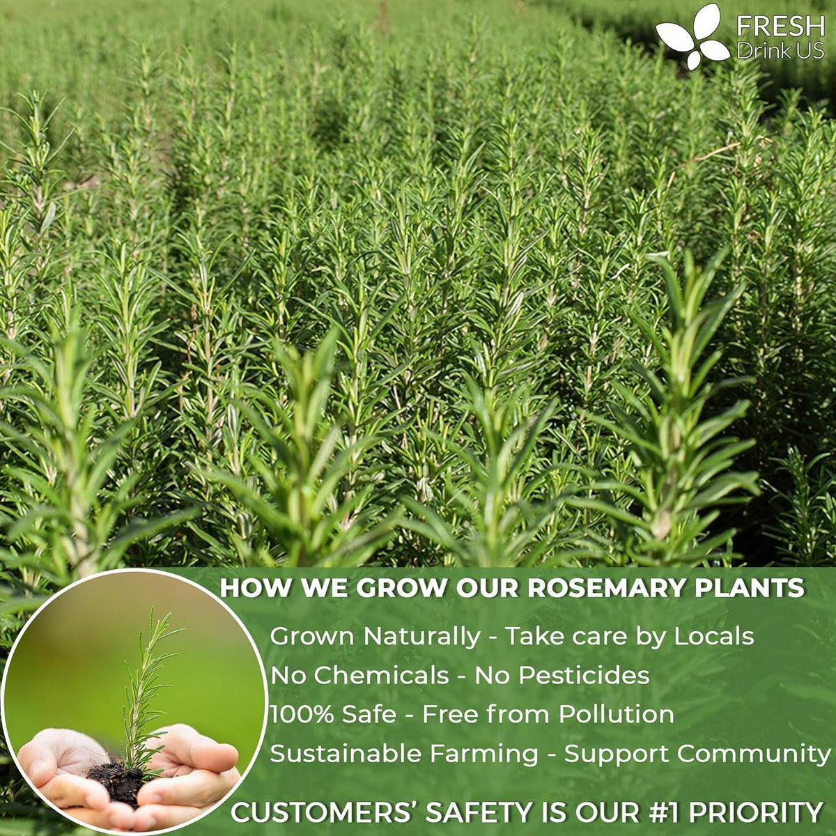 Premium Rosemary Leaves, Tea Bags, Powder
