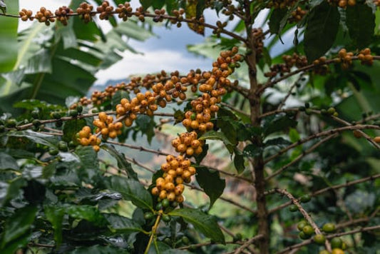 Roasted Brazil Serra Negra coffee beans from Good Brothers Coffee LLC displayed in a bowl on a rustic wooden surface.