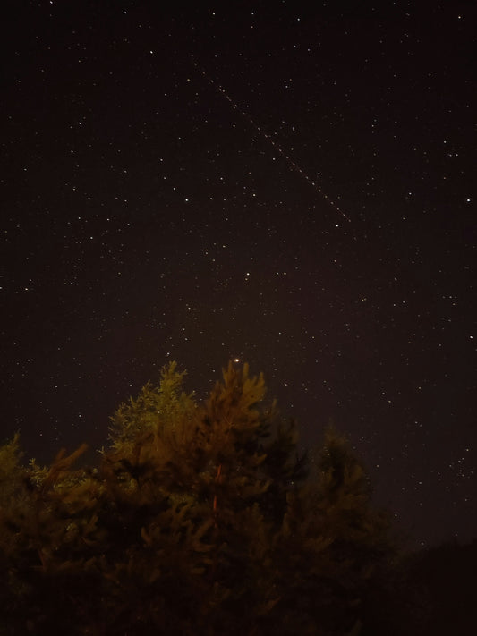 green trees under starry night