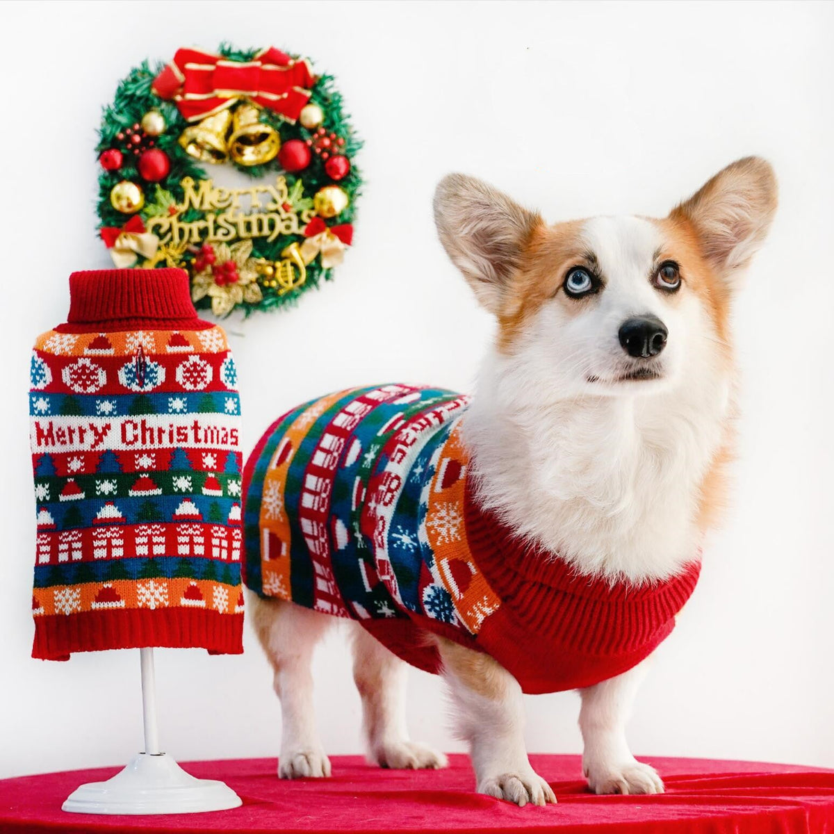 Pet dog wearing a Christmas turtleneck sweater in festive colors