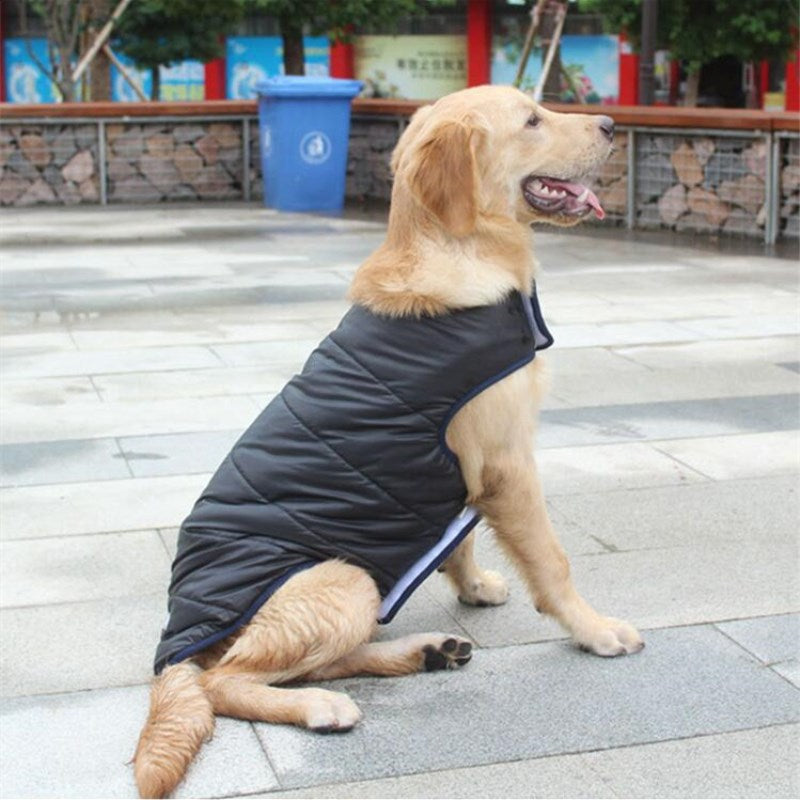 Winter cotton coat for pet dogs, featuring warm padded fabric and a comfortable fit