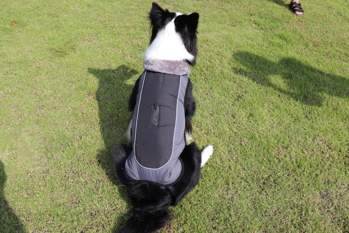 Thickened padded dog coat with reflective trim for warm, visible outdoor wear