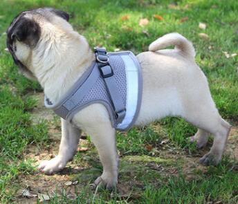 Dog harness and leash set by My Store, featuring an adjustable harness and matching lead for dogs