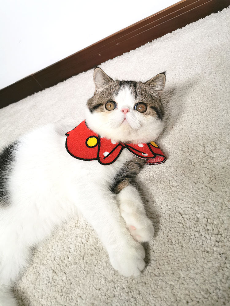 Pet collar by My Store, adjustable design shown against a plain background