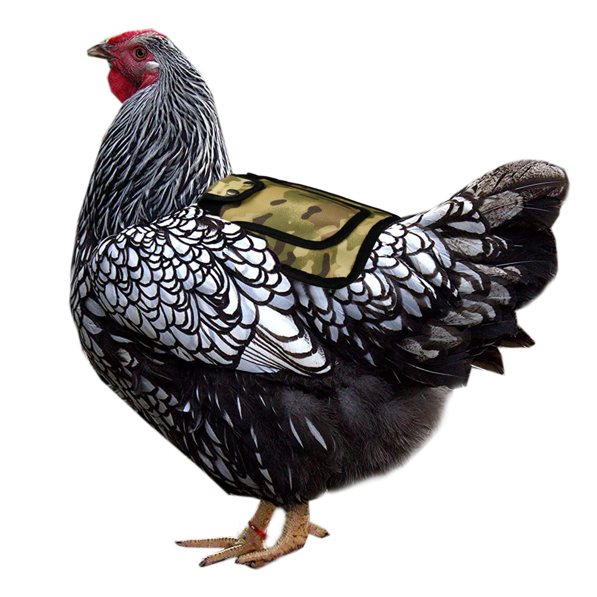 Outdoor adjustable chicken saddle for feather protection, shown in a durable protective design