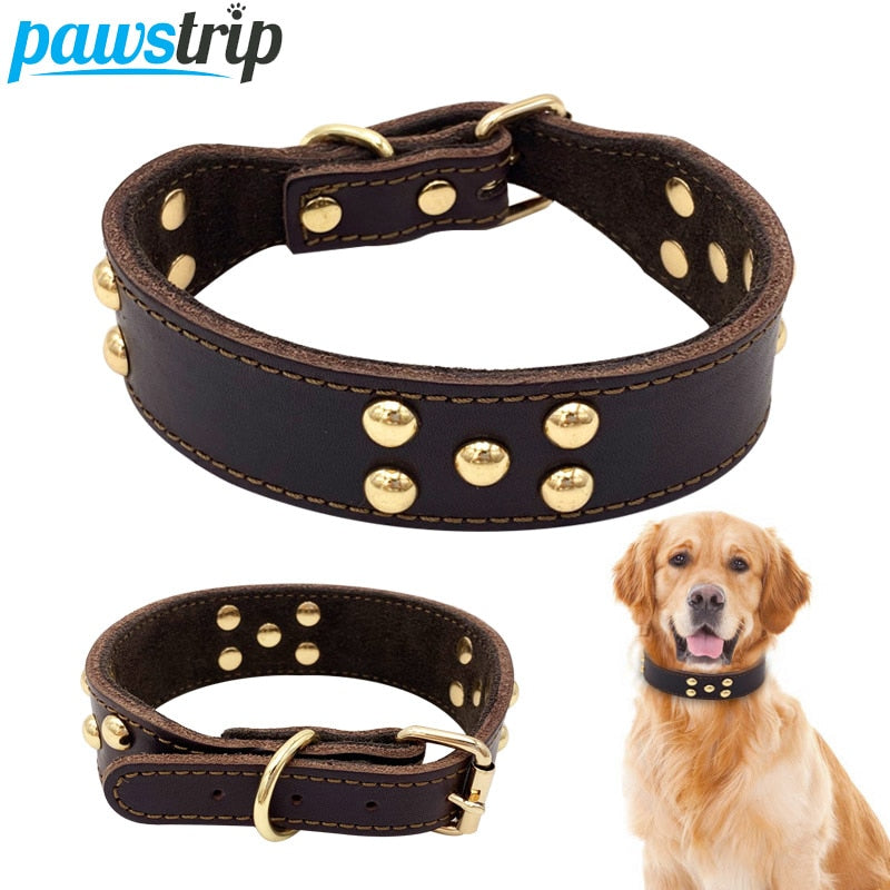My Store dog collar displayed on a plain background