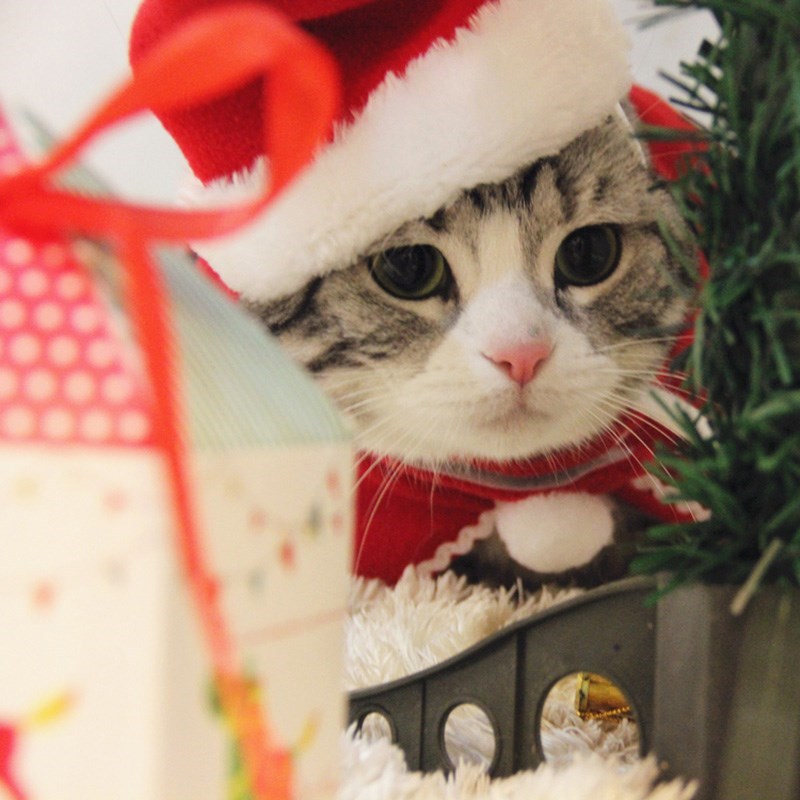 Small Christmas pet tiara with festive red and green decorations for cats and dogs