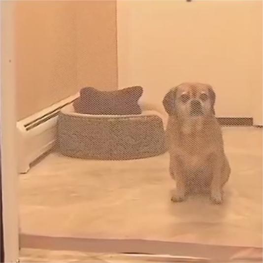 Portable folding pet isolation barrier anti-fence by My Store, shown assembled for indoor use