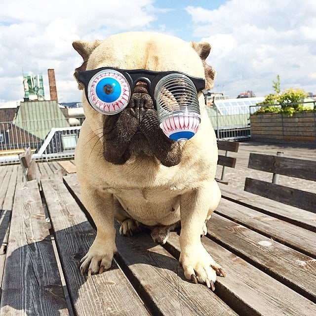 Pet funny spring glasses props for playful costume photography, featuring novelty glasses frames on flexible springs