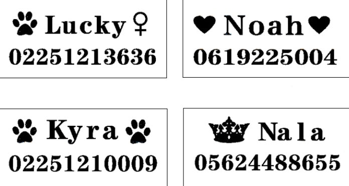 Custom dog collar, personalized adjustable pet collar shown in close-up