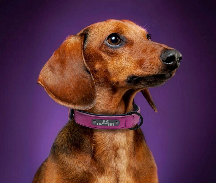 Custom dog tag identity card featuring personalized details on a durable pet identification tag