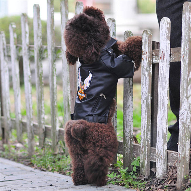 Small dog wearing an embroidered eagle leather jacket with a sticker-style design
