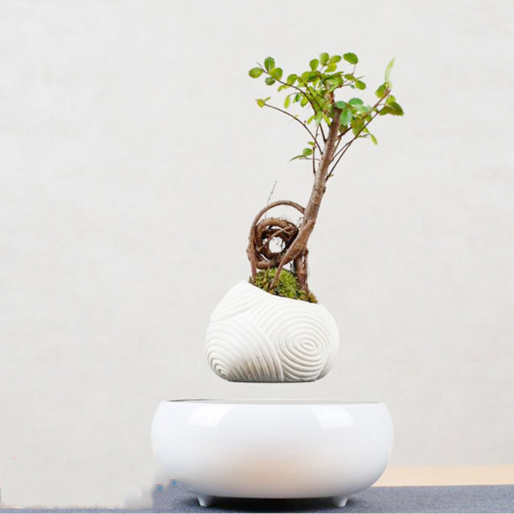 Magnetic levitation potted plant floating above a wooden base