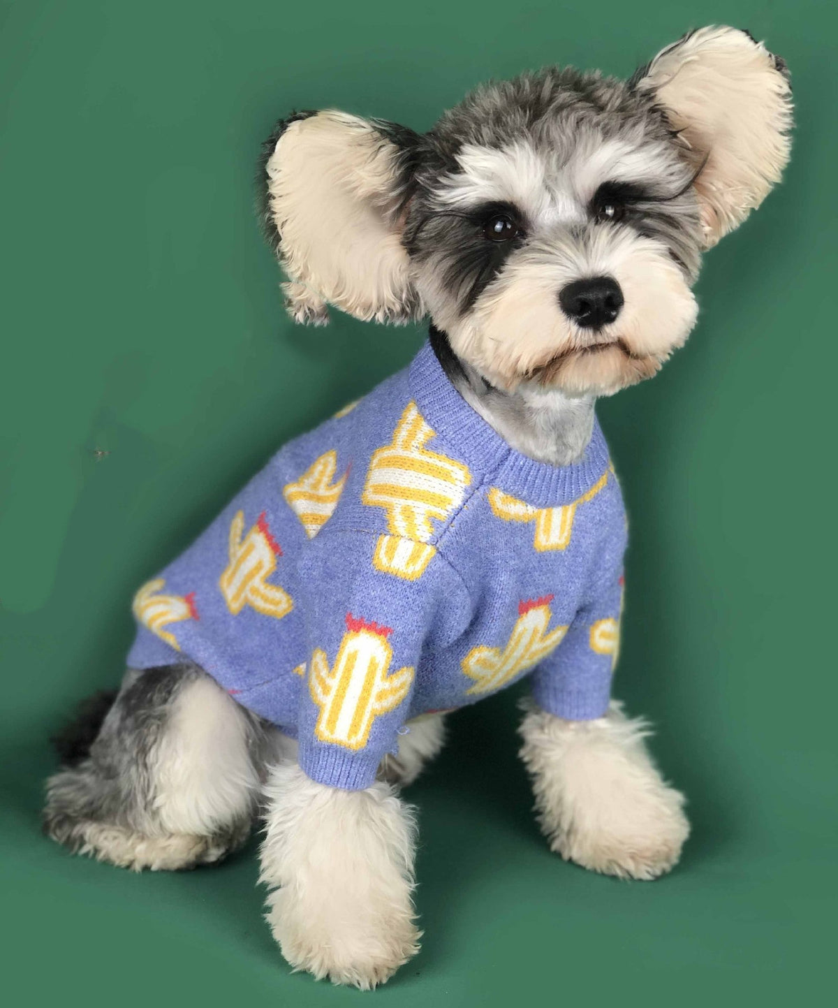 Pet cactus sweater by My Store, featuring a cute cactus design for pets