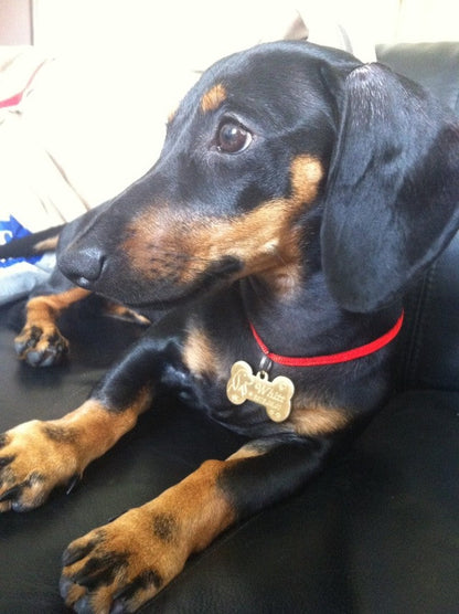 Custom made brass pet pendant, type 7, featuring a polished brass finish and pet-inspired design