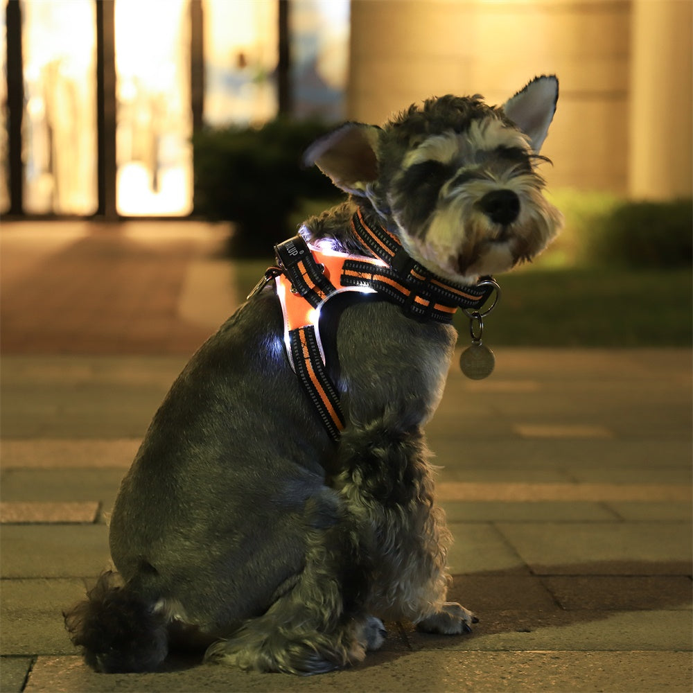 Glowing dog collar by My Store, illuminated collar for nighttime walks