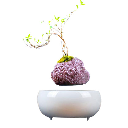 Magnetic levitation potted plant floating above its wooden base