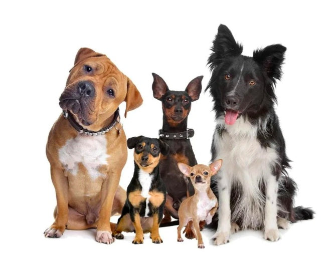 Wireless pet trainer and bark stop device by My Store with remote control and adjustable settings