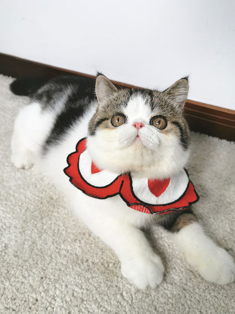 My Store pet collar displayed against a plain background