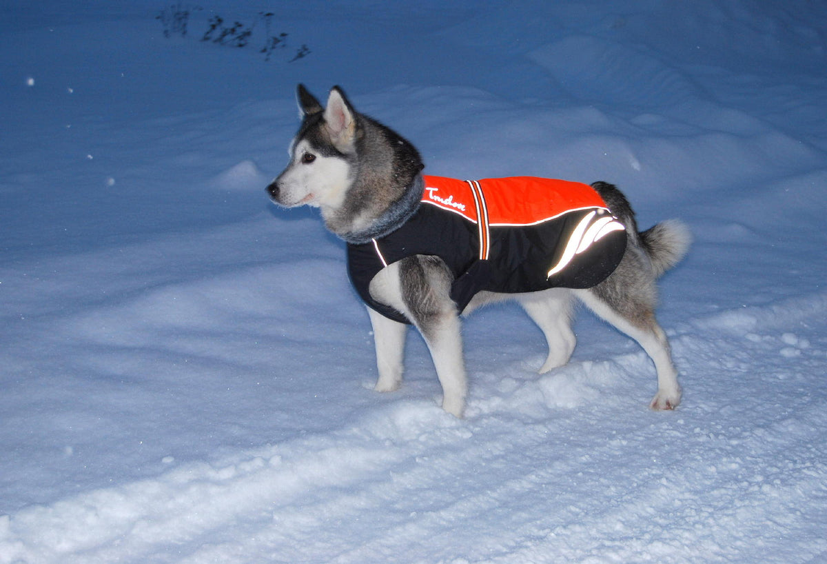 Winter warm fashionable pellet down jacket for dogs by My Store