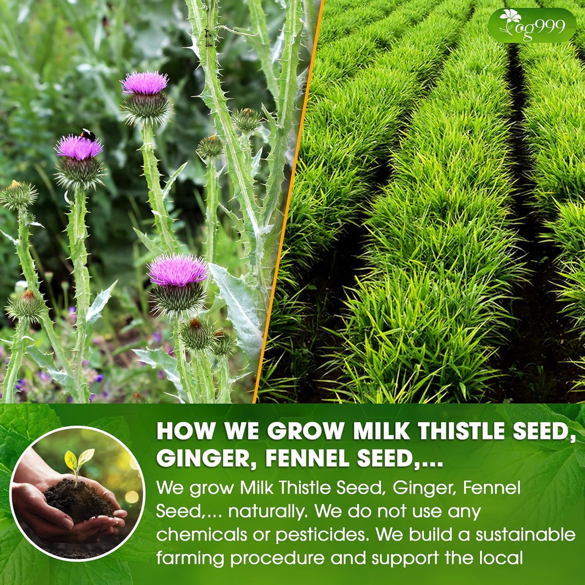 Premium Stomach & Liver Herbal Tea