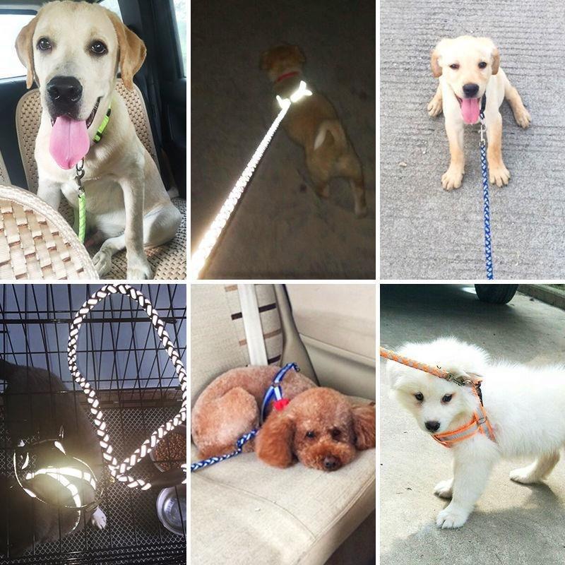 Pet dog leash by My Store, shown in a clear product view
