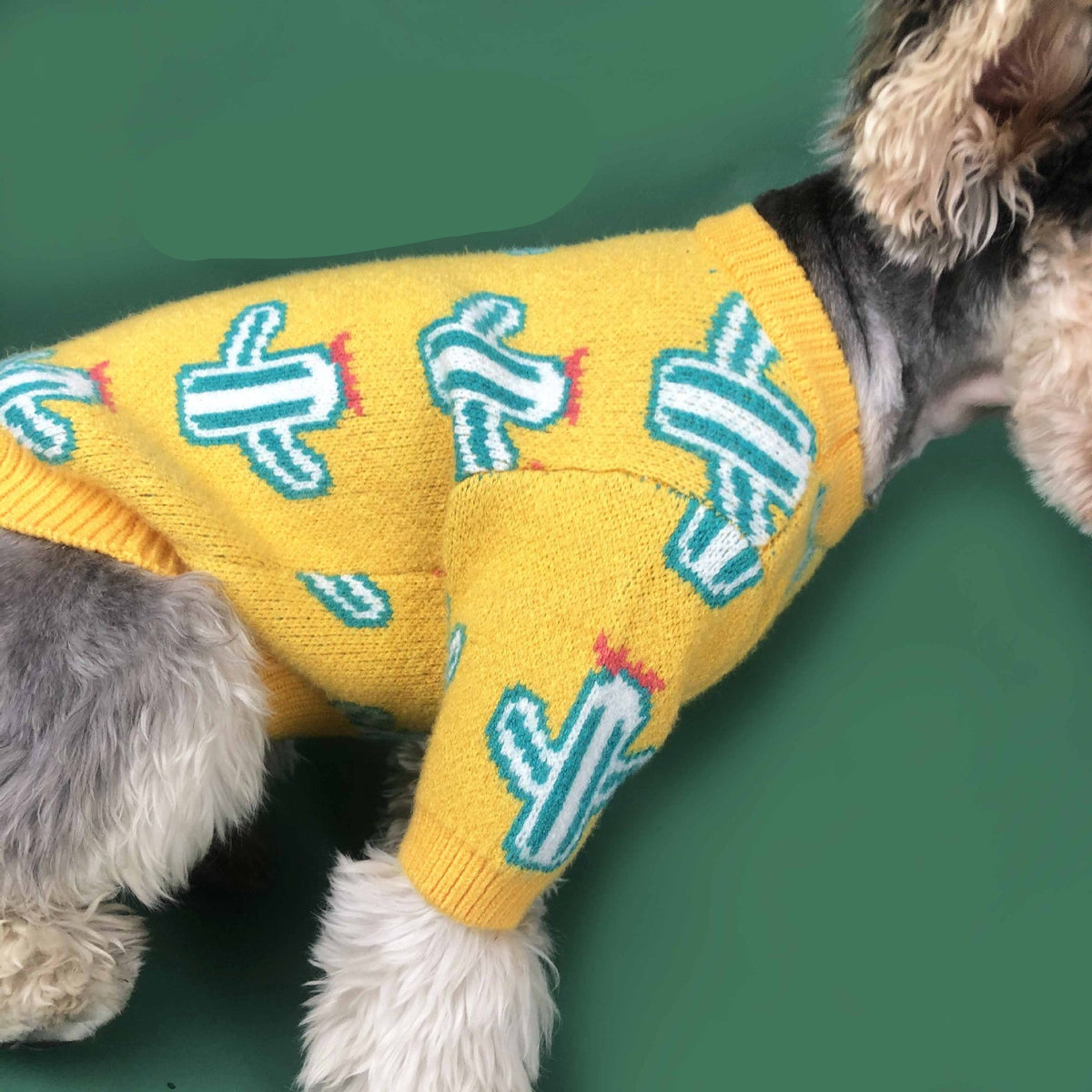 Pet cactus sweater displayed on a pet, featuring a playful cactus design and soft fabric.