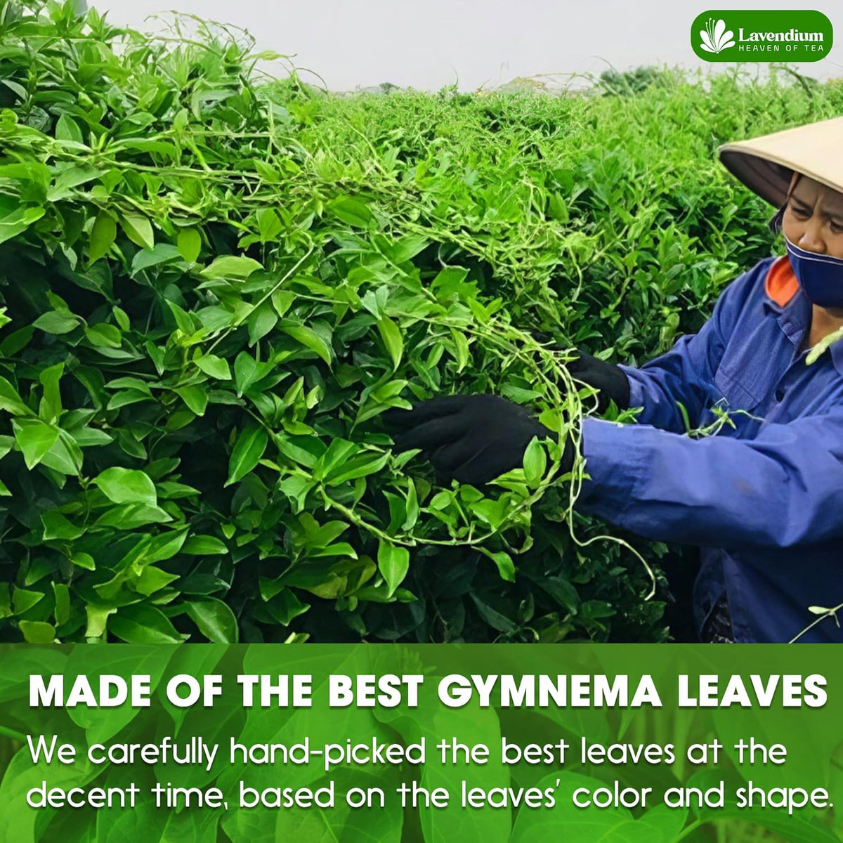 Premium Gymnema Leaf Tea Bags