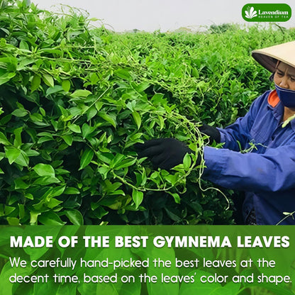 Premium Gymnema Leaf Tea Bags