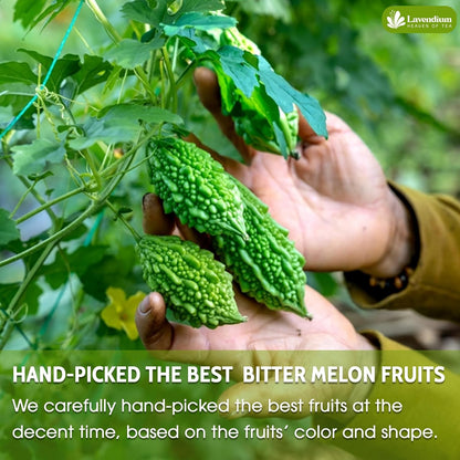 Bitter Melon Tea Bags, 100% Natural, Pure Bitter Melon. Bitter Melon Herbal Tea. Bitter Melon Fruit Tea. No Sugar, No Caffeine, No Gluten, Vegan