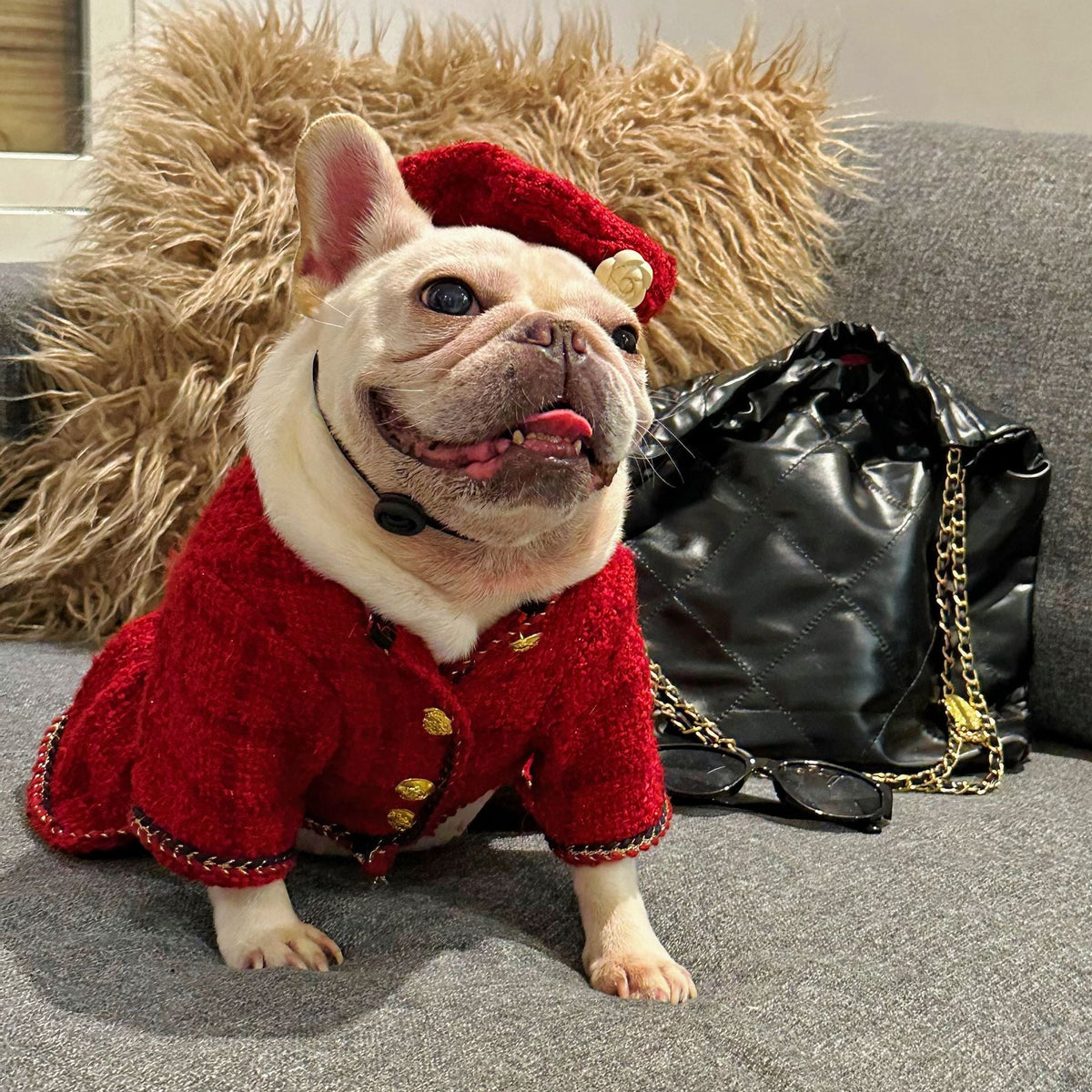 Pet Trendy Brand popular clothing by My Store for pets