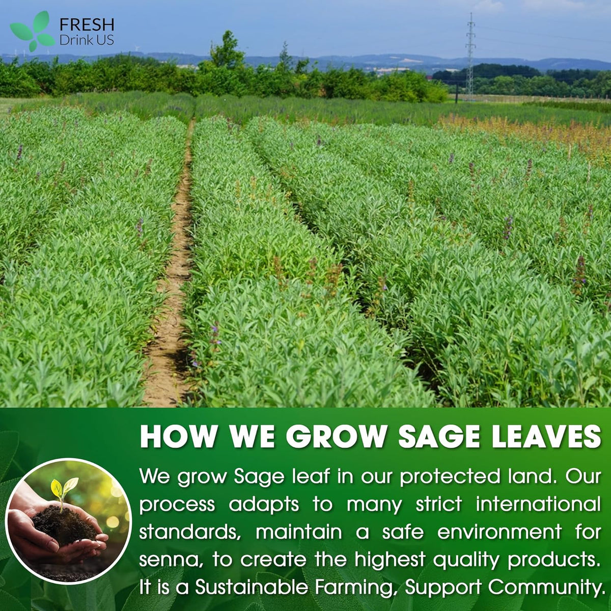 Sage Leaf Tea Bags, 100% Natural & Pure from Sage Leaves. Loose Leaf Sage Herbal Tea. Sage Leaf Tea. Made with Natural Material Tea Bags. No Sugar, No Caffeine, No Gluten, Vegan.
