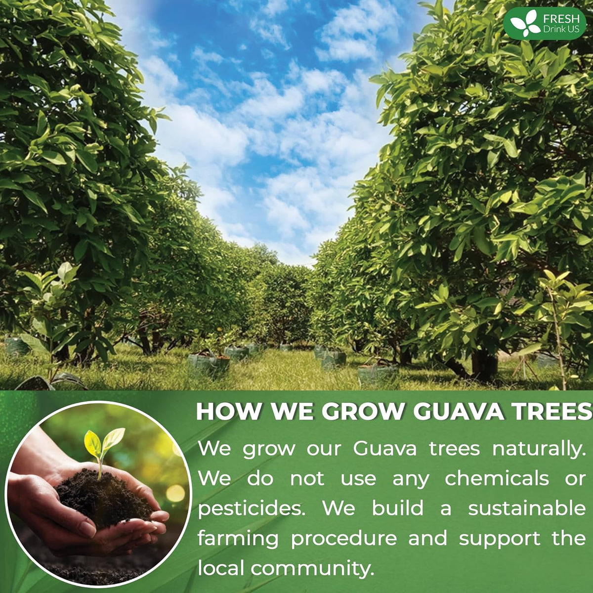 Premium Guava Leaf Tea Bags