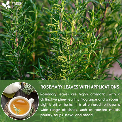 Premium Rosemary Leaves, Tea Bags, Powder
