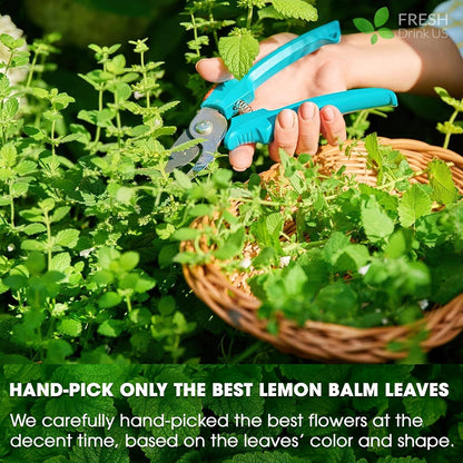 Premium Lemon Balm Leaf Tea Bags