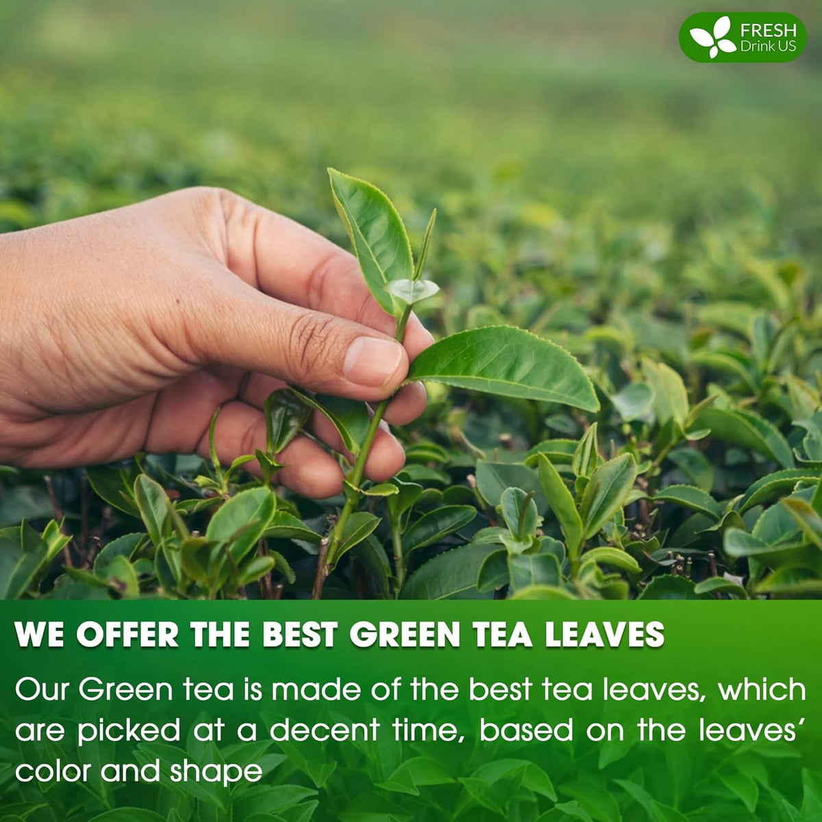 Premium Green Tea Bags
