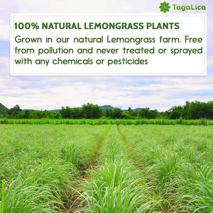 Lemongrass Tea Bags