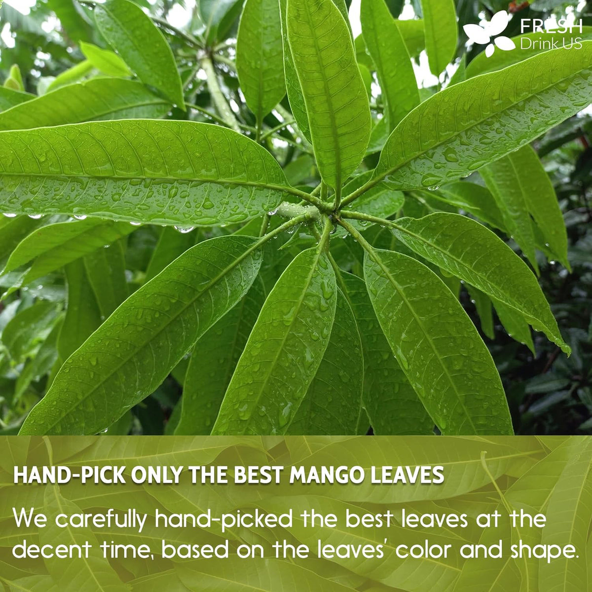 Whole dried mango leaf tea bags from FreshDrinkUS, natural mango herbal tea with pure, loose leaf mango leaves, caffeine-free and vegan.