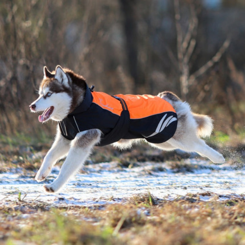 Winter warm fashionable pellet down jacket for dogs in a cozy padded design