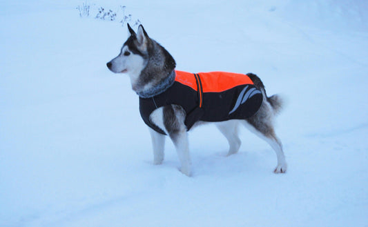 Winter warm fashionable pellet down jacket for dogs, padded pet coat in a cozy cold-weather design