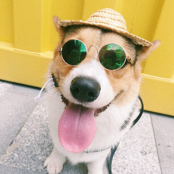 Pet photo glasses by My Store for displaying a pet’s picture in a playful frame